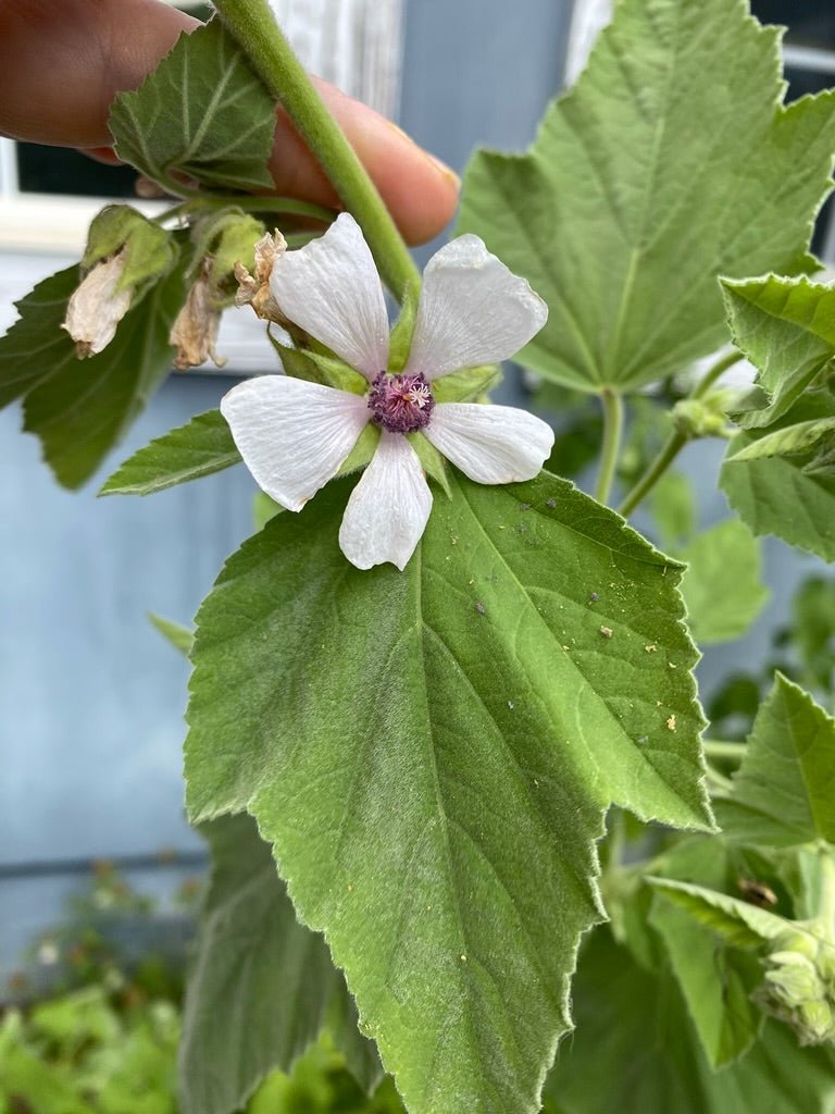 Marshmallow - An Herb You Need To Grow