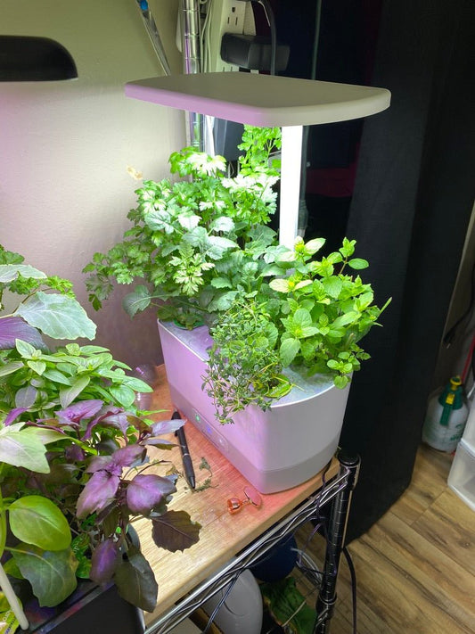 An Aerogarden with a healthy set of herbs growing in the pods