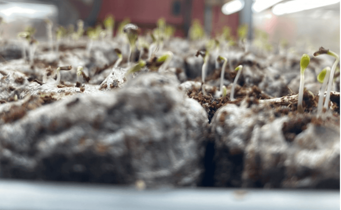 Are Expensive Lettuce Seeds Worth It? I’m Growing Them Side by Side to Find Out