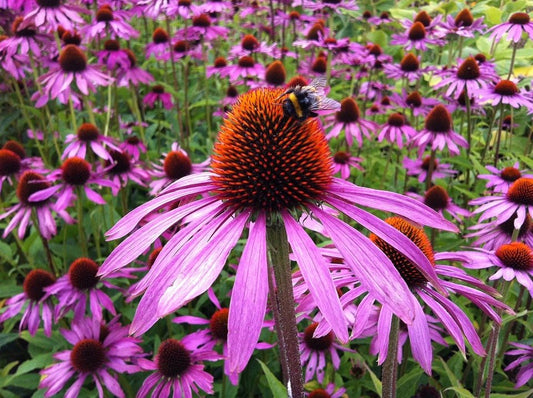 Echinacea Live Plant (Purple Coneflower) 2.5 Inch Pot