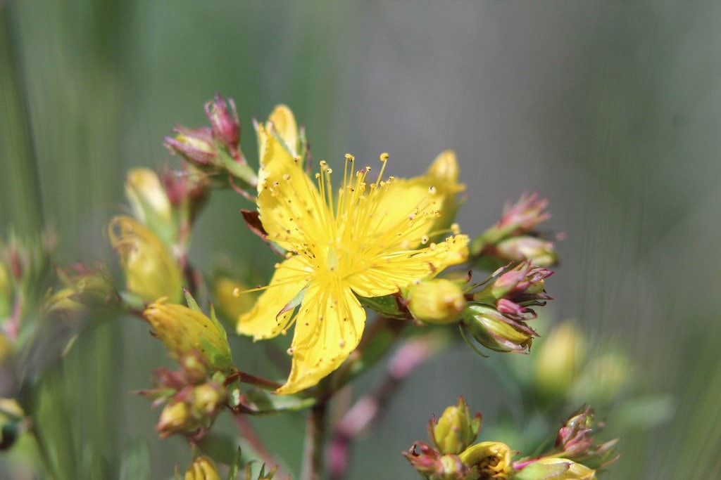 St. John’s Wort Herb Plant, 3 Starter Plugs – Bright Yellow Flowering Perennial