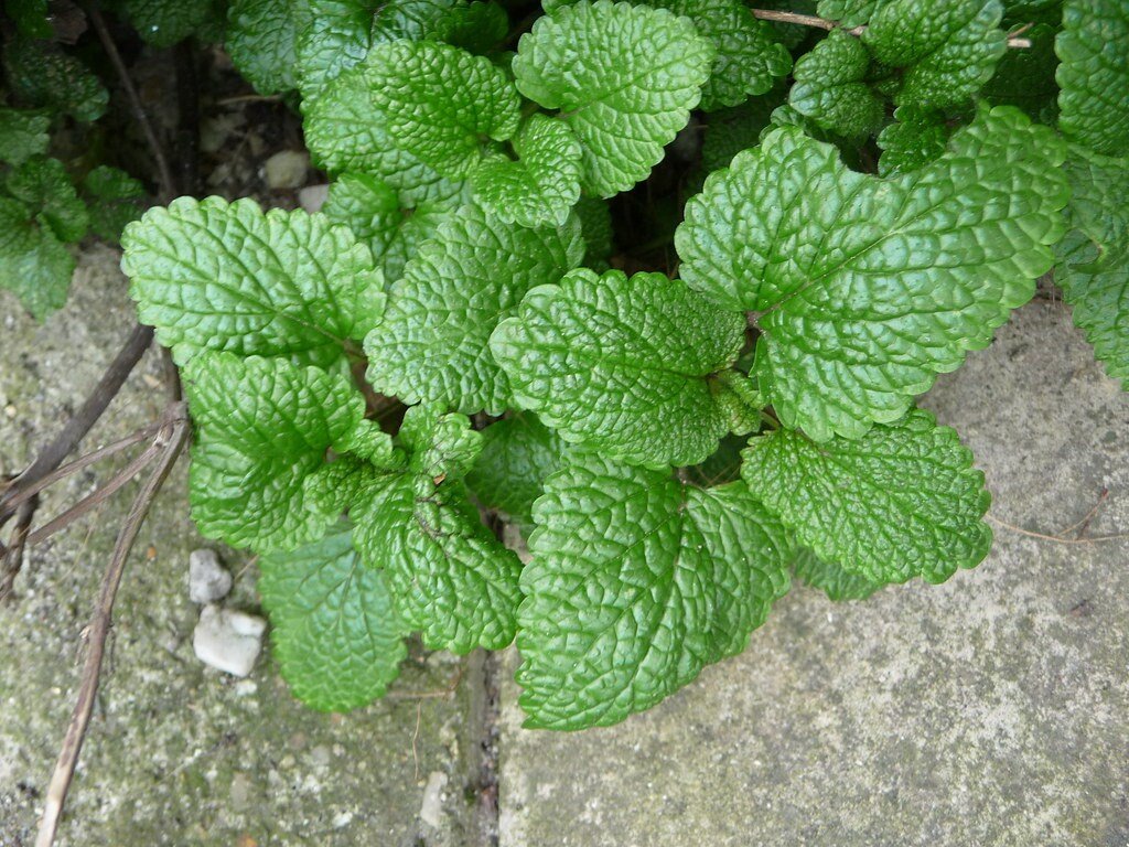 Lemon Balm Plant, 3.5 Inch Pot