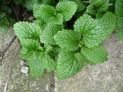 Lemon Balm Plant, 3.5 Inch Pot