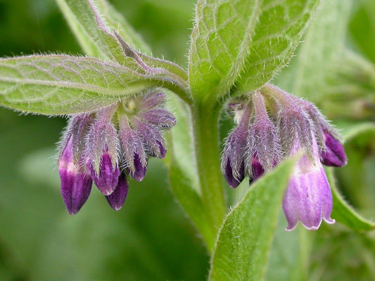 Comfrey Plant (Symphytum Officinale), 3.5 Inch Pot
