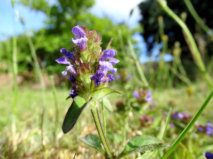 Self Heal Live Starter Plugs (Prunella Vulgaris), 3 Starter Plugs or 3.25 Inch Pot, Perennial plant