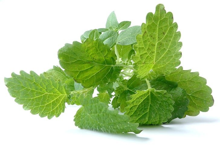 Lemon Balm Plant, 3.5 Inch Pot