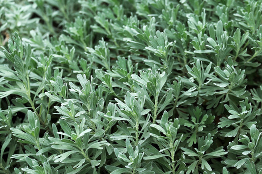 Wormwood Plant, 3.25 or 4.25 Inch Pot, Silvery Green Foliage