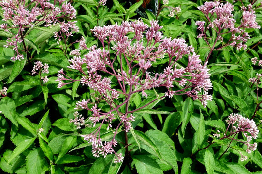 Joe Pye Weed Live Plant, 3.5 Inch Pot