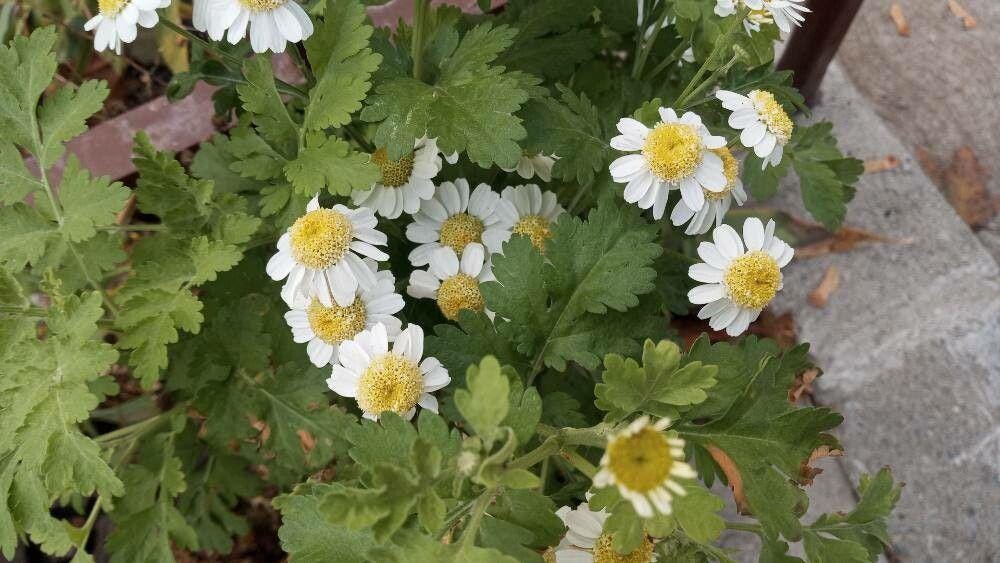 Feverfew Live Plant, 3.25 Inch Pot or Quart Pot, Perennial