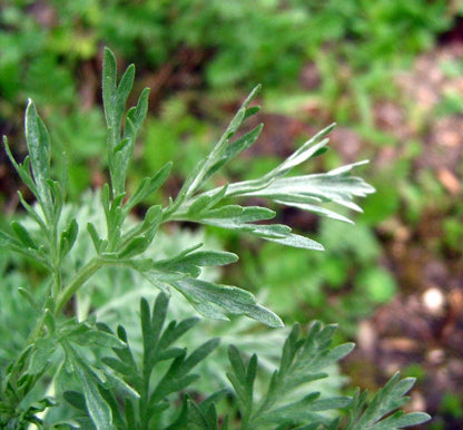 Wormwood Plant, 3.25 or 4.25 Inch Pot, Silvery Green Foliage