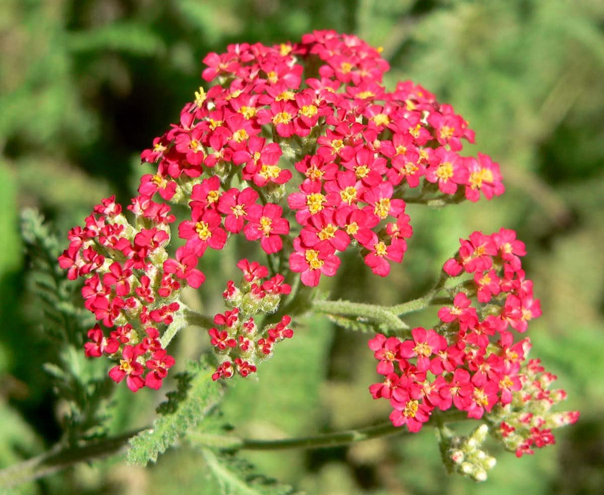 Rubra Yarrow Plant, 3 Pack of Starter Plugs or 3.25 Inch Pot