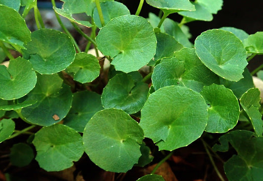 Gotu Kola Live Plant, 3.25 Inch Pot