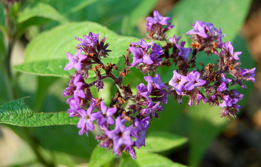 Heliotrope Live Plant, 3.5 Inch Pot