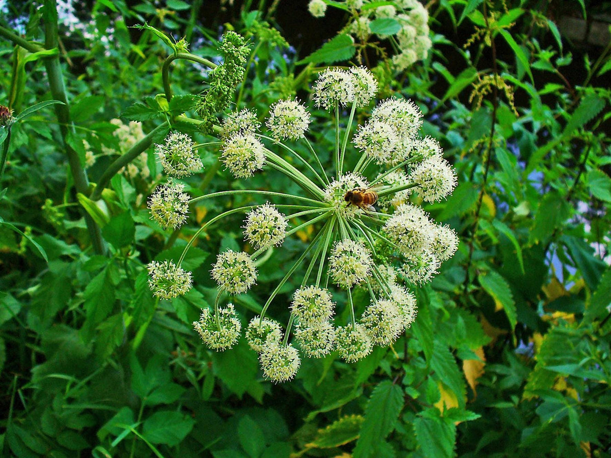 Angelica archangelica plant, Tall biennial herb, 3.25 inch pot