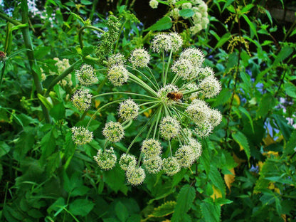Angelica archangelica plant, Tall biennial herb, 3.25 inch pot