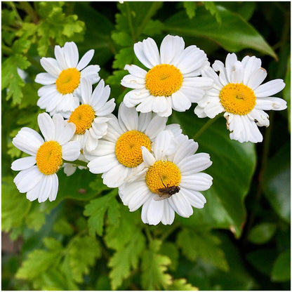 Feverfew Live Plant, 3.25 Inch Pot or Quart Pot, Perennial