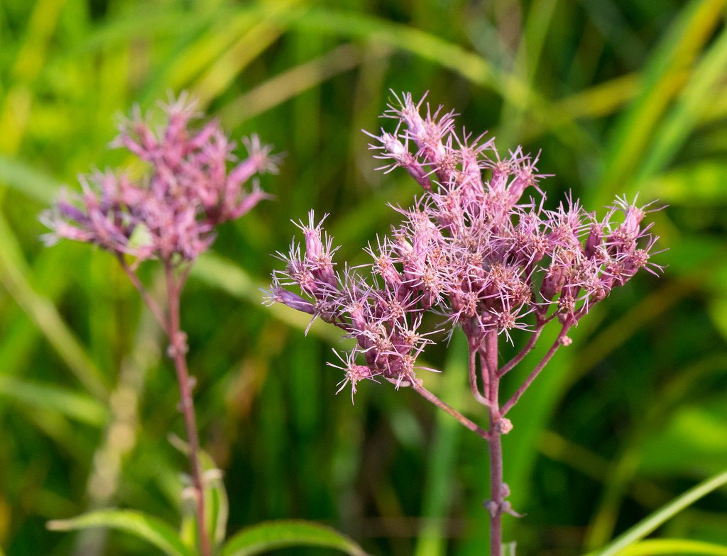 Joe Pye Weed Live Plant, 3.5 Inch Pot