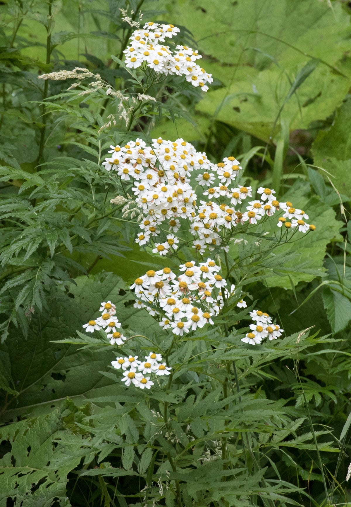 Feverfew Live Plant, 3.25 Inch Pot or Quart Pot, Perennial