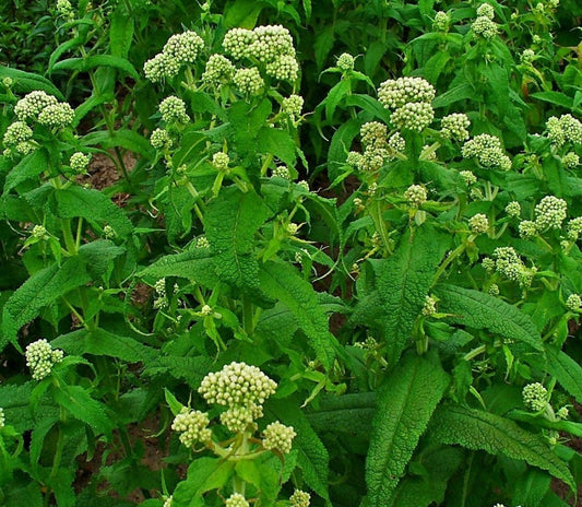 Boneset Live Plant, 3.5 inch pot