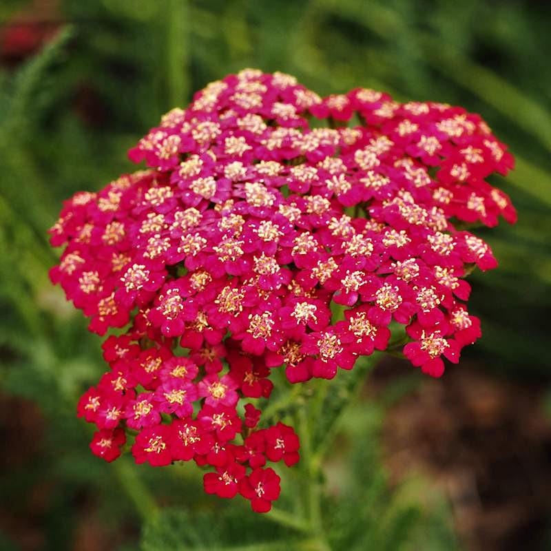 Rubra Yarrow Plant, 3 Pack of Starter Plugs or 3.25 Inch Pot