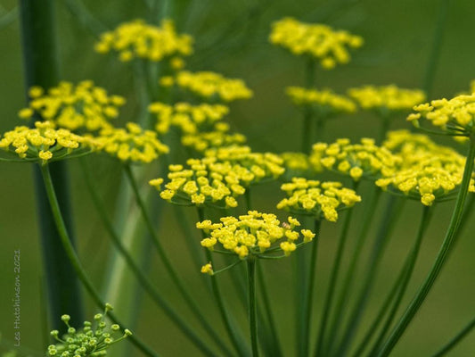 Florence Fennel Plant, Hardy Biennial for Zones 6 to 9, 3.25 Inch Nursery Pot