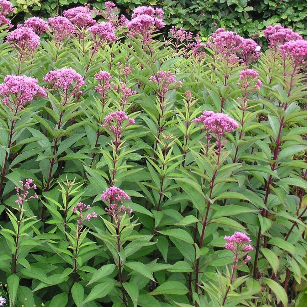 Joe Pye Weed Live Plant, 3.5 Inch Pot
