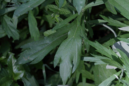 Mugwort Live Plant: Mosquito Repellent, Herbal Tea, Perennial