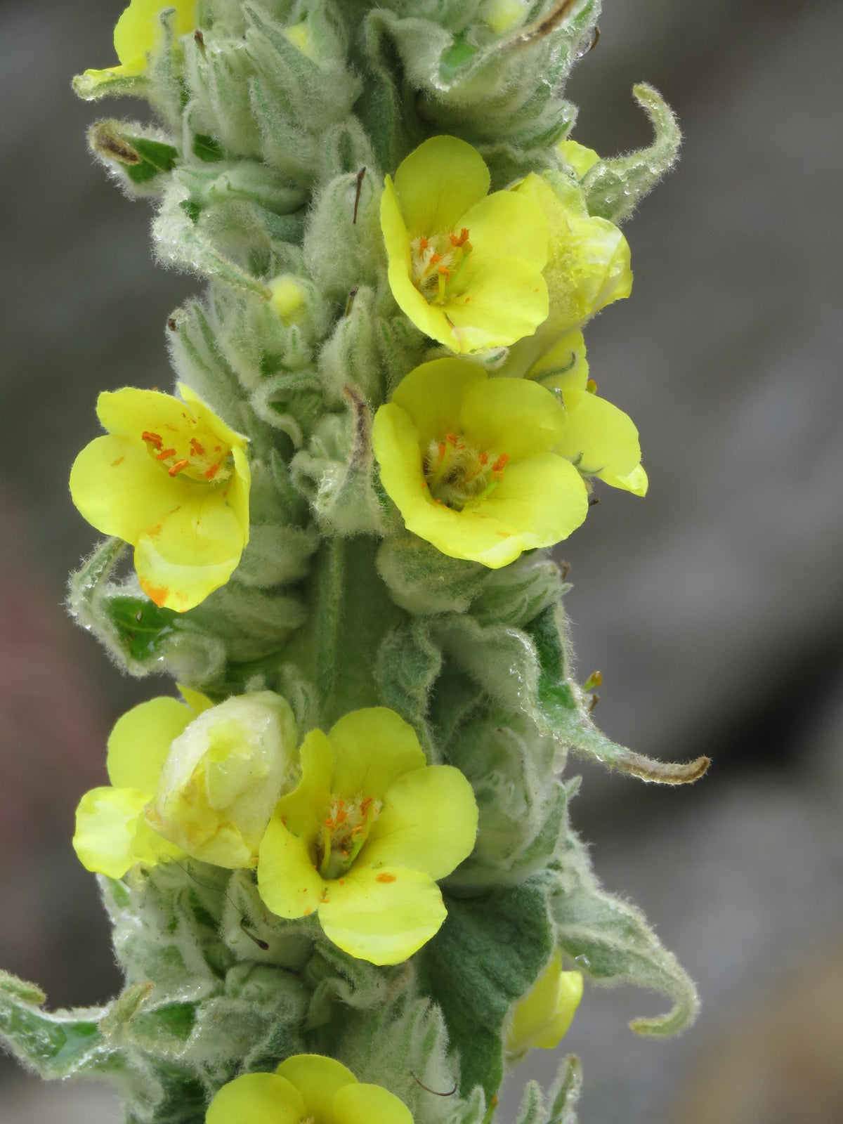 Mullein live plant, 3 Starter Plugs or 3.25 Inch Pot, Verbascum thapsus Perennial, Fuzzy Foliage for Sunny Gardens