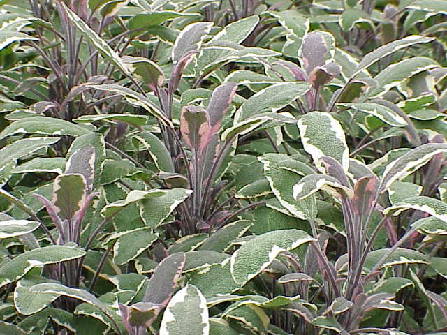 Tricolor Sage Live Plant, 3.25 Inch Pot