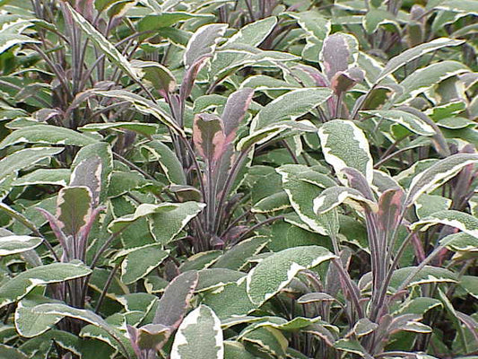 Tricolor Sage Live Plant, 3.25 Inch Pot