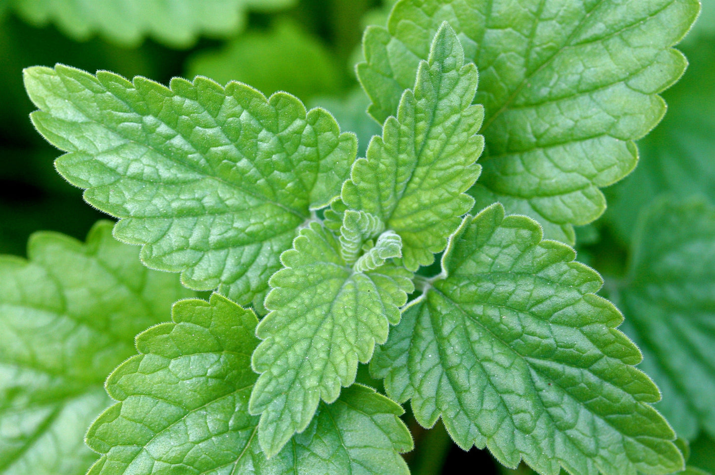 Catnip Tincture, 1 oz bottle