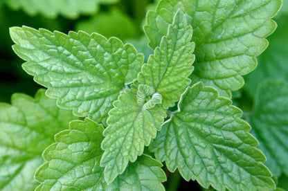 Catnip Tincture, 1 oz bottle