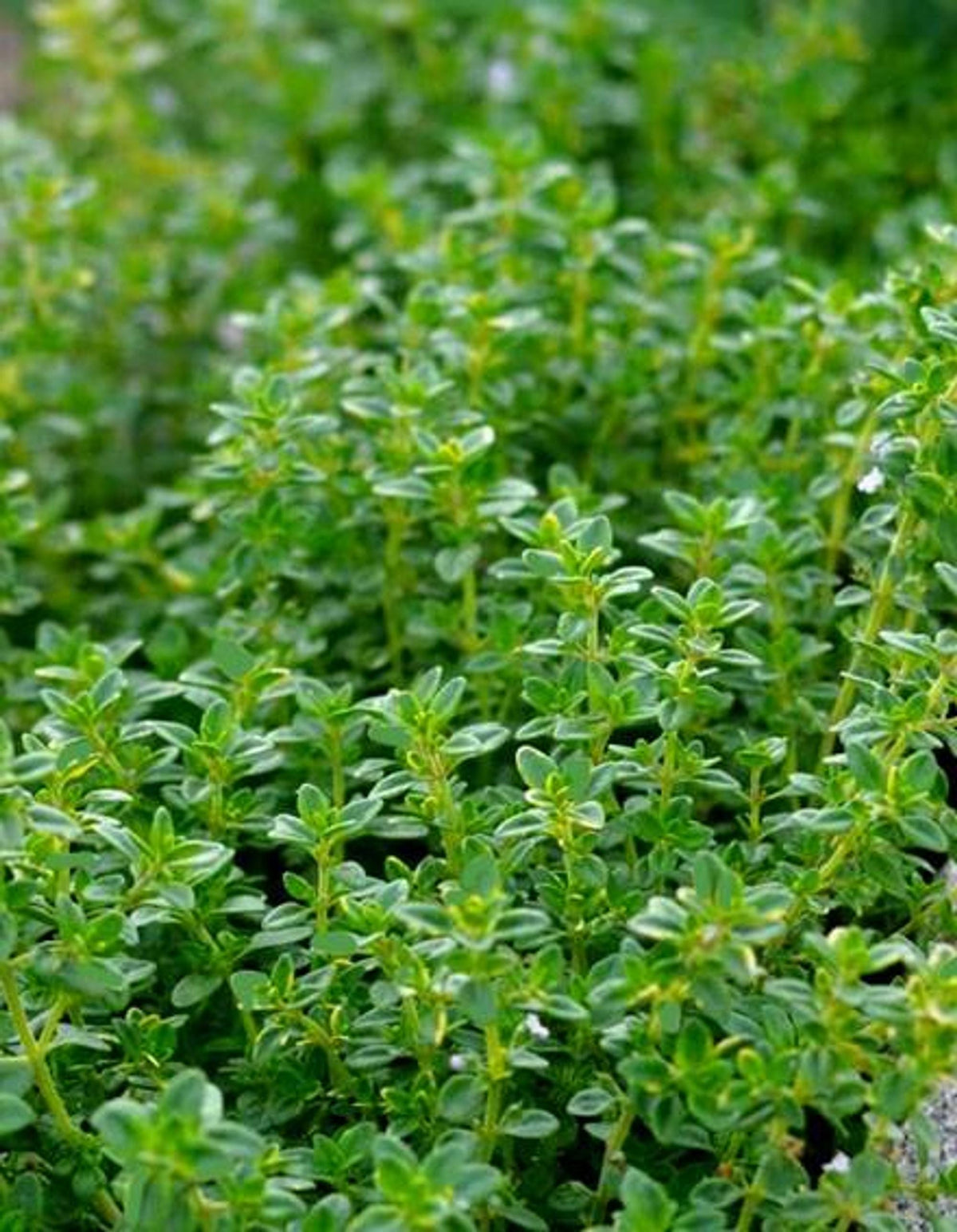 Lemon Thyme Plant, Fresh Kitchen Herb for Windowsill Cooking, 3.25 inch pot