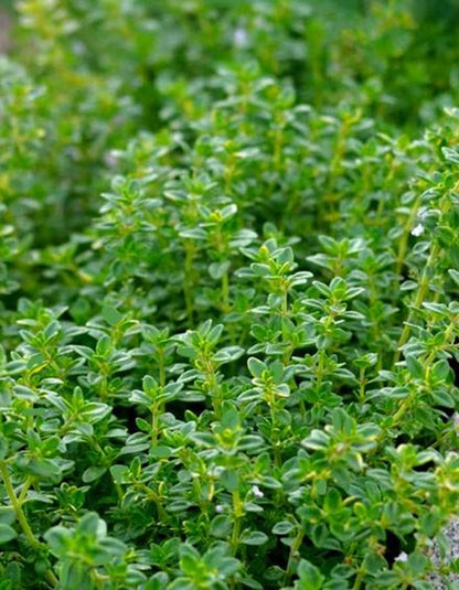 Lemon Thyme Plant, Fresh Kitchen Herb for Windowsill Cooking, 3.25 inch pot