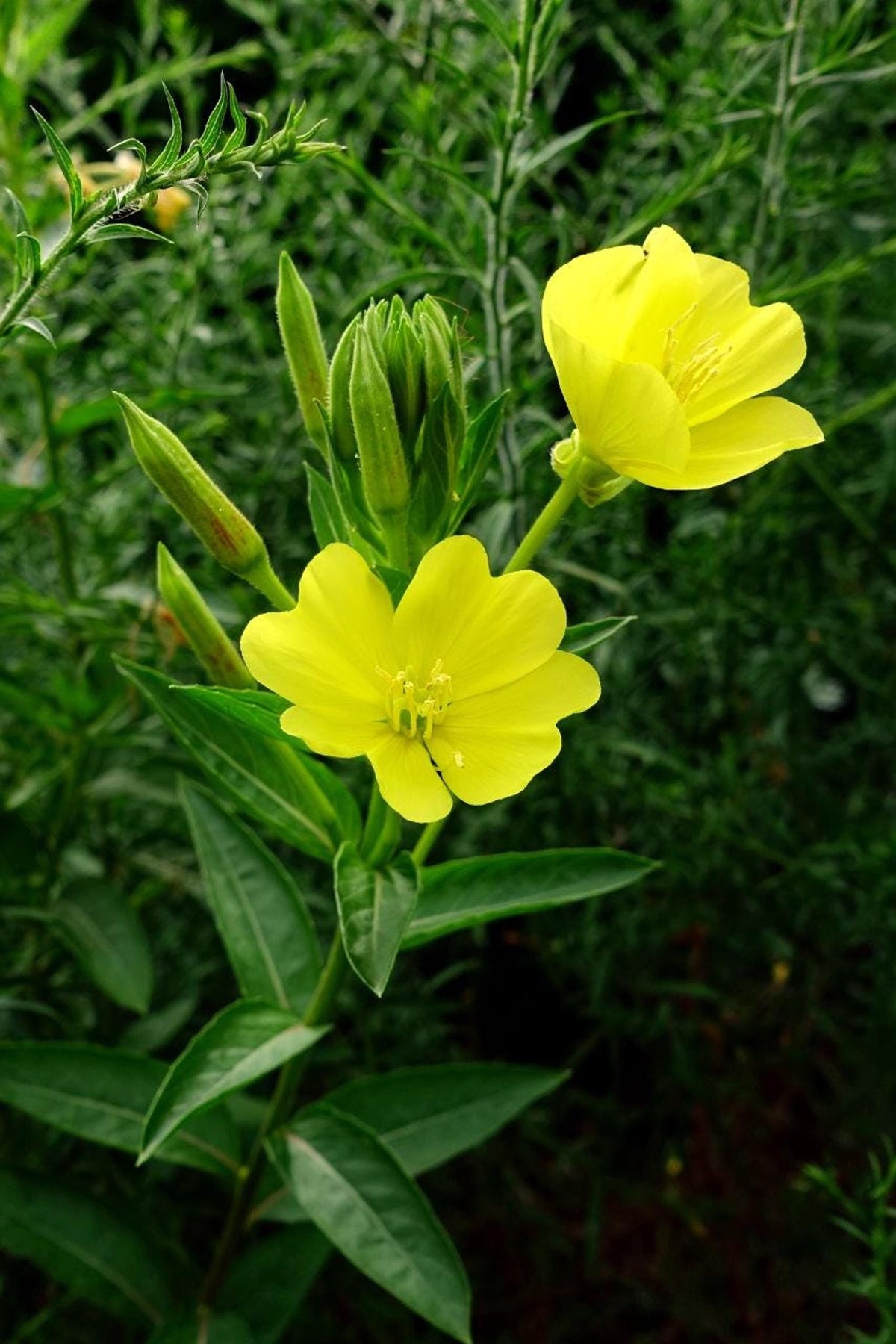 Evening primrose starter plugs, 3 plants for native gardens, fragrant dusk-blooming flowers