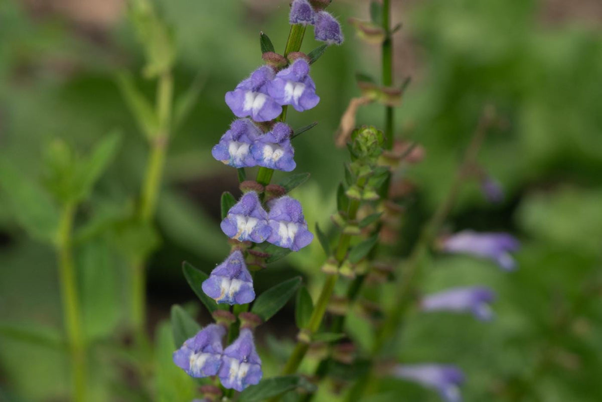 Skullcap Barbata Live Plant, 3.25 Inch Pot, Organic Potting Mix