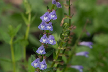 Skullcap Barbata Live Plant, 3.25 Inch Pot, Organic Potting Mix