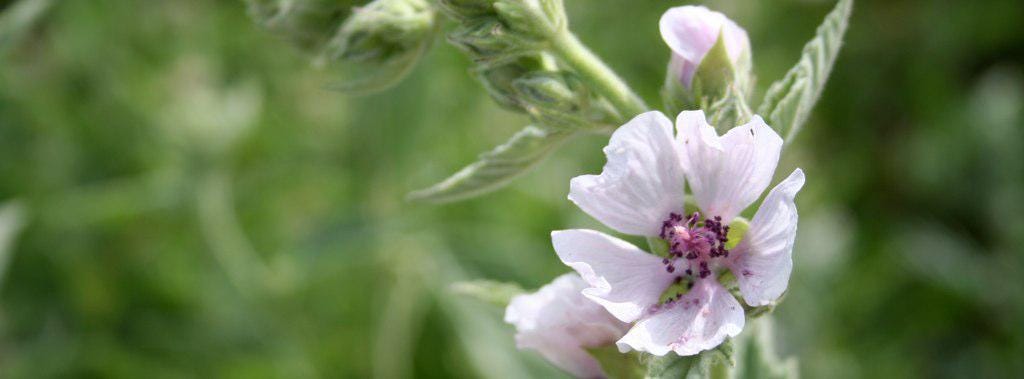 Marshmallow Plant, 3 Starter Plugs,  Althaea officinalis -