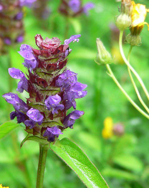 Self Heal Live Starter Plugs (Prunella Vulgaris), 3 Starter Plugs or 3.25 Inch Pot, Perennial plant