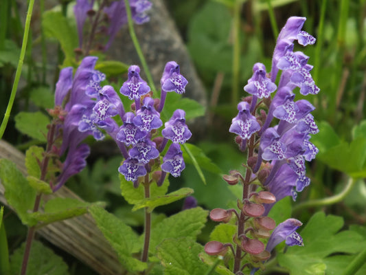 Skullcap, Official (Scutellaria lateriflora) Live Plant, 3.5 Inch Pot