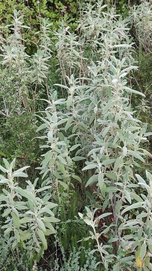 Sagebrush Live Plant, 3.5 Inch Pot