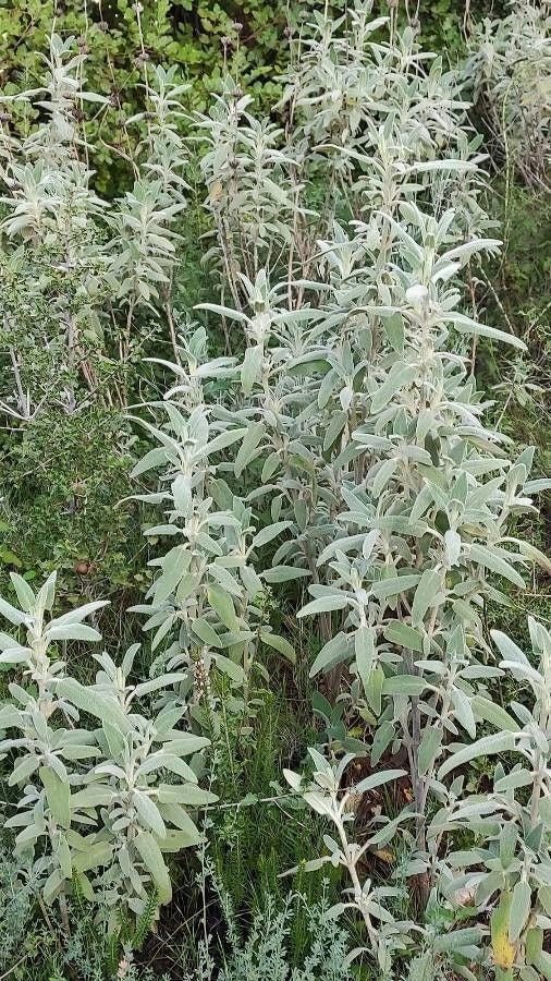 Dormant Sagebrush Live Plant, 3.5 Inch Pot Local Sales Only