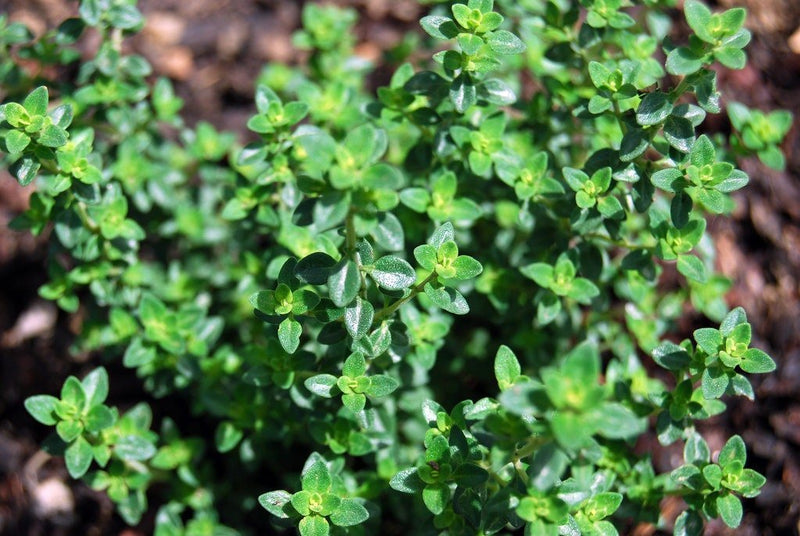 English Thyme Plant, 3 Starter Plugs, Fragrant Culinary Herb