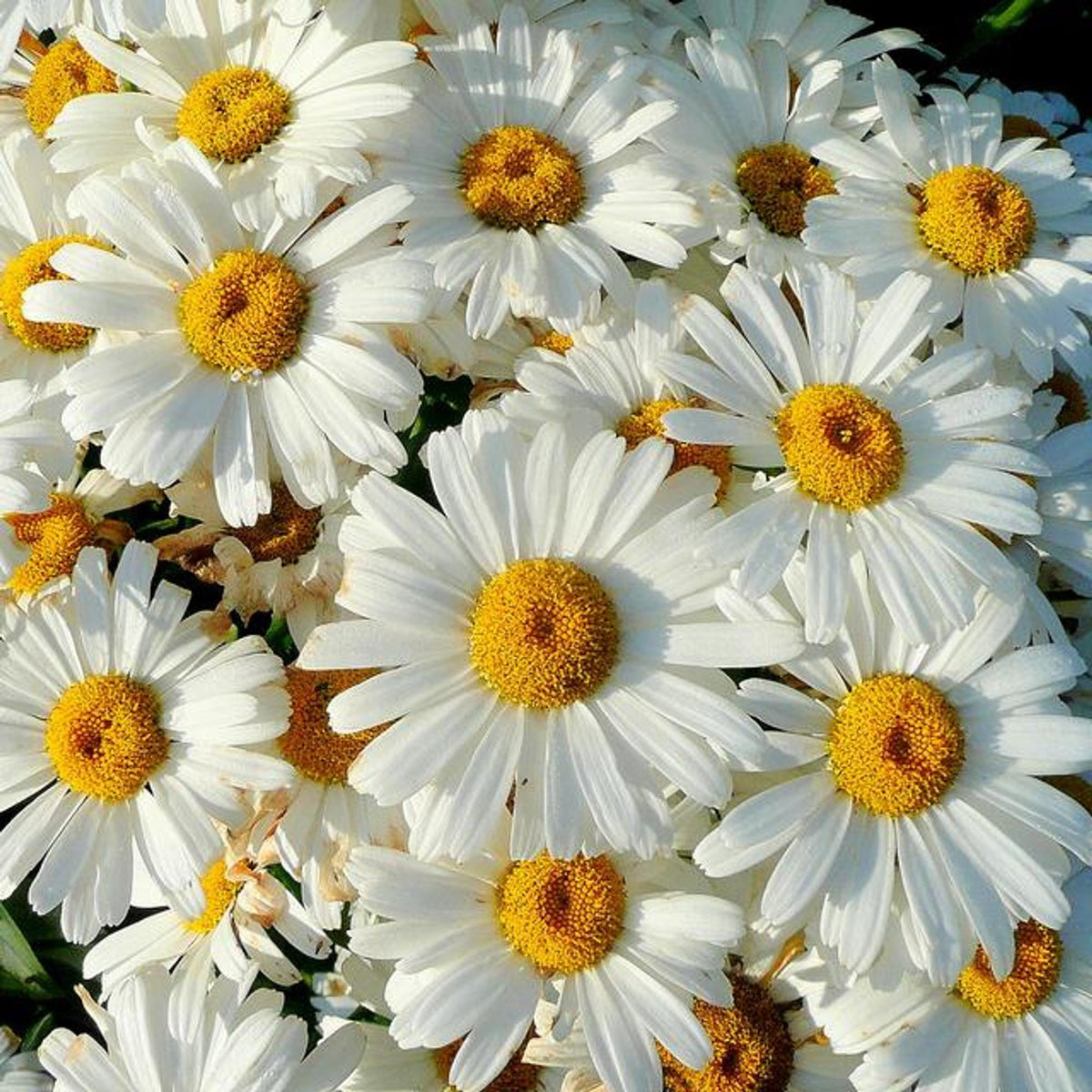 Shasta Daisy Plant, Zone 4 Garden Perennial, 3.25 Inch Pot