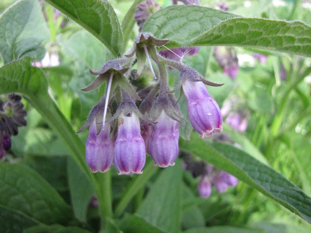 Comfrey Plant (Symphytum Officinale), 3.5 Inch Pot