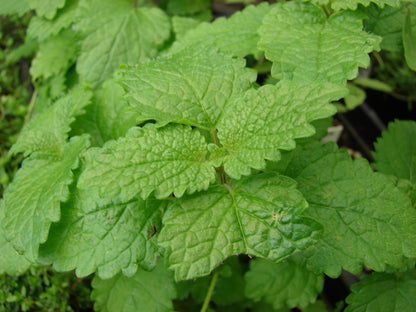 Lemon Balm Plant, 3.5 Inch Pot