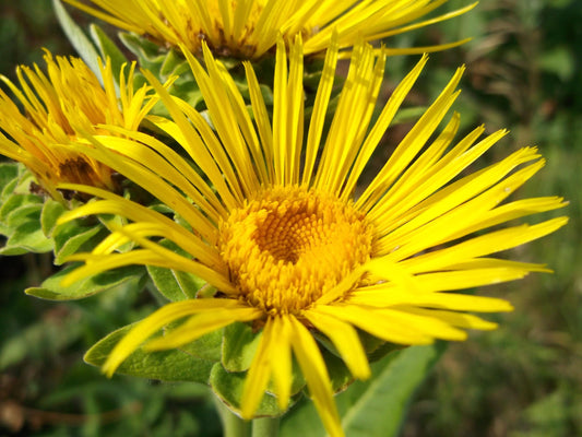 Elecampane Live Plant, 3.5 Inch Pot