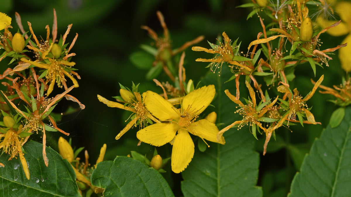 St. John’s Wort Herb Plant, 3 Starter Plugs – Bright Yellow Flowering Perennial