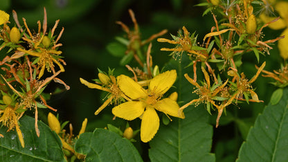 St. John’s Wort Herb Plant, 3 Starter Plugs – Bright Yellow Flowering Perennial