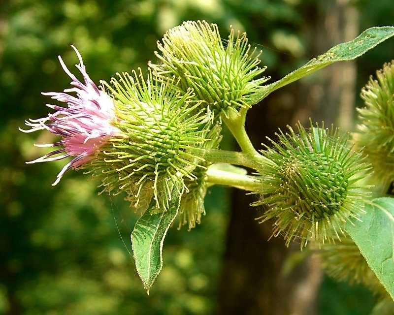 Burdock Live Plant, 3.5 Inch Pot